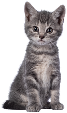 Gato