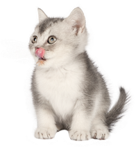 Gata