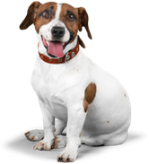 Perro