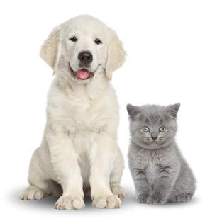 perro y gato